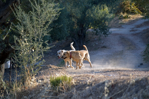 Το μάζεμα της σταφίδας