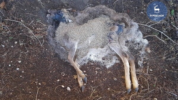 Ρόδος: Κυνηγοί σκότωσαν 14 ελάφια σε δασική περιοχή, ανάμεσά τους και μικρά (ΣΚΛΗΡΕΣ ΕΙΚΟΝΕΣ)