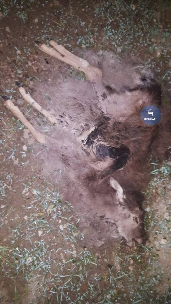 Ρόδος: Κυνηγοί σκότωσαν 14 ελάφια σε δασική περιοχή, ανάμεσά τους και μικρά (ΣΚΛΗΡΕΣ ΕΙΚΟΝΕΣ)