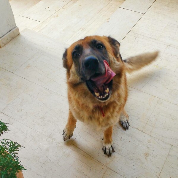 30 νέες φωτογραφίες απ' τα τέλεια ζώα των αναγνωστών μας