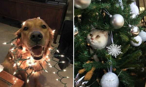 Σκύλοι και γάτες απολαμβάνουν τα Χριστούγεννα και γίνονται ακόμη πιο αξιολάτρευτοι