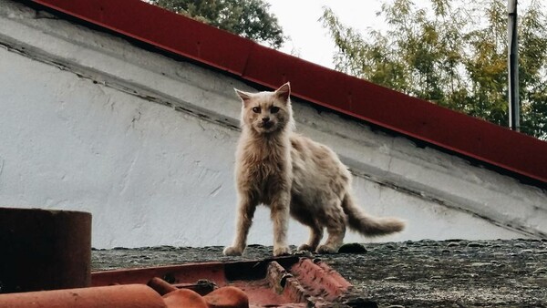 30 νέες φωτογραφίες απ' τα τέλεια ζώα των αναγνωστών μας