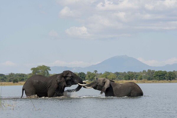 Δραματική μείωση του αριθμού των ελεφάντων αποκαλύπτει η έκθεση της Διεθνούς Ένωση Προστασίας της Φύσης