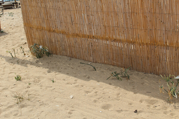 Kρινάκια στην άμμο: τα παραμελημένα αγριούλουδα της θάλασσας