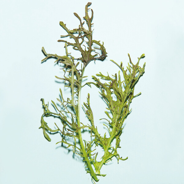 Φύλλα μουστάρδας, σπανάκι βουτύρου, άνθη μπουράντζας: ένας καλλιεργητής μάς στέλνει από το μποστάνι του τα πιο εκλεκτά φυτά του
