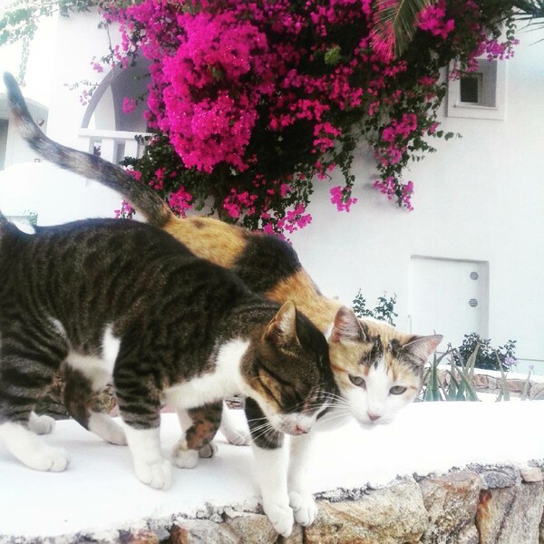 30 νέες φωτογραφίες απ' τα τέλεια ζώα των αναγνωστών μας