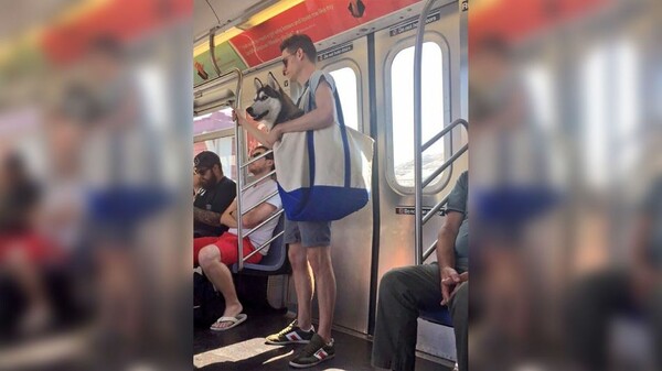 Η "πατέντα" με το χάσκι στην τσάντα ώμου που έγινε viral