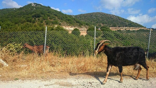 30 νέες φωτογραφίες απ' τα τέλεια ζώα των αναγνωστών μας