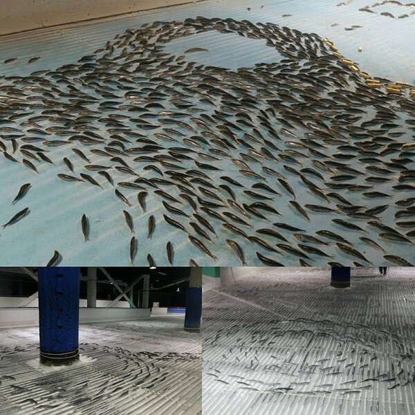 Οργή προκάλεσε ένα παγοδρόμιο στην Ιαπωνία που είχε τοποθετήσει χιλιάδες αληθινά ψάρια στον πάγο