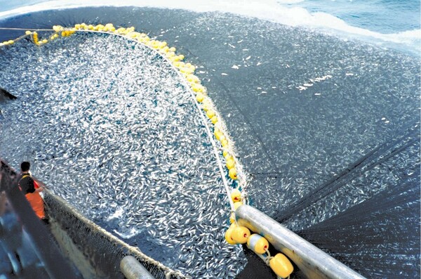 Καμπανάκι WWF για την υπεραλίευση: Το 40% των αλιευμάτων παγκοσμίως θανατώνεται και πετιέται πίσω στη θάλασσα