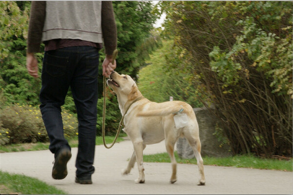 Το Piqapoo είναι η πατέντα που υπόσχεται να λύσει μια για πάντα το πρόβλημα με τις ακαθαρσίες των σκύλων