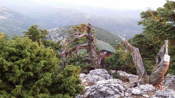 Η άγρια ζωή και οι λύκοι επιστρέφουν ξανά στην Πάρνηθα