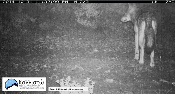 Η άγρια ζωή και οι λύκοι επιστρέφουν ξανά στην Πάρνηθα