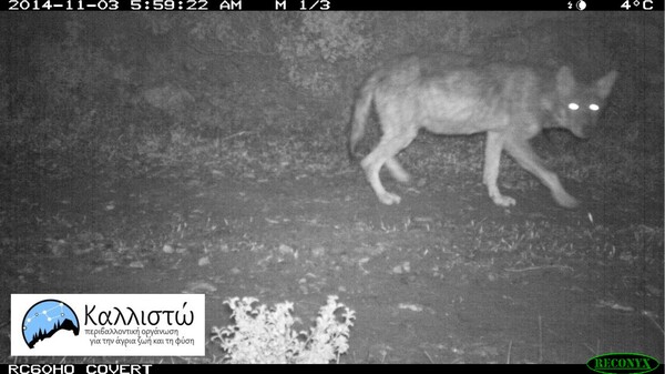 Η άγρια ζωή και οι λύκοι επιστρέφουν ξανά στην Πάρνηθα