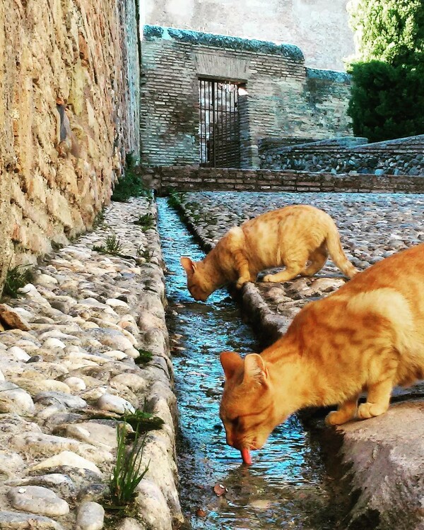 30 νέες φωτογραφίες απ' τα τέλεια ζώα των αναγνωστών μας