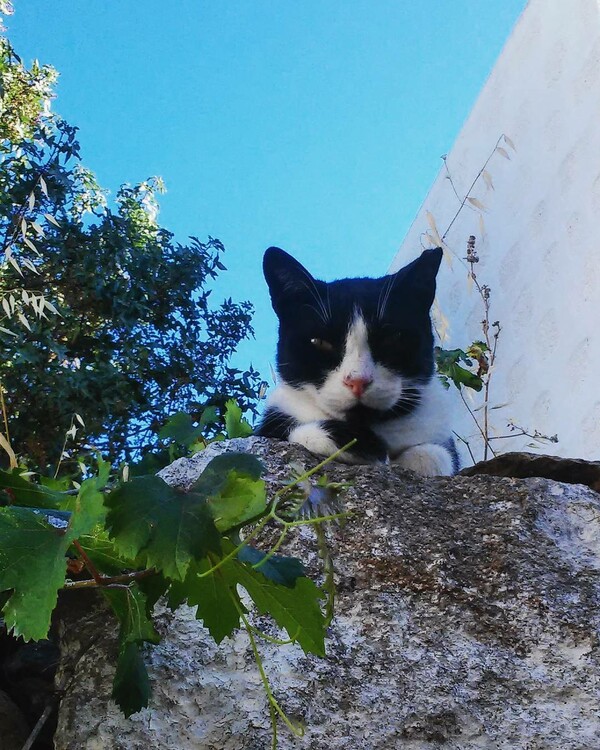 30 νέες φωτογραφίες απ' τα τέλεια ζώα των αναγνωστών μας