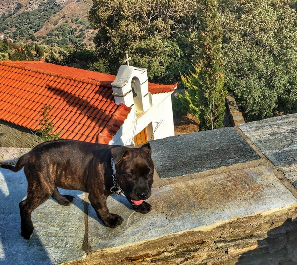 30 νέες φωτογραφίες απ' τα τέλεια ζώα των αναγνωστών μας