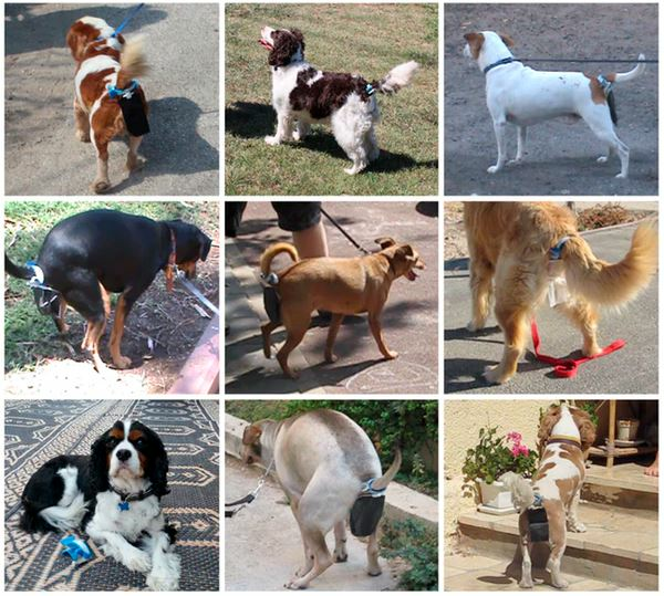 Το Piqapoo είναι η πατέντα που υπόσχεται να λύσει μια για πάντα το πρόβλημα με τις ακαθαρσίες των σκύλων