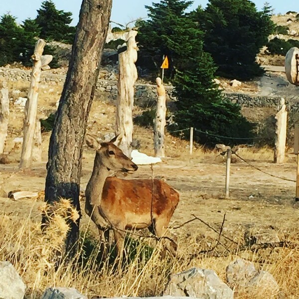 30 νέες φωτογραφίες απ' τα τέλεια ζώα των αναγνωστών μας