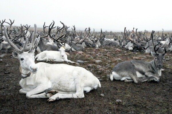 Στη Σιβηρία σχεδιάζουν τη σφαγή 250.000 ταράνδων μέχρι τα Χριστούγεννα