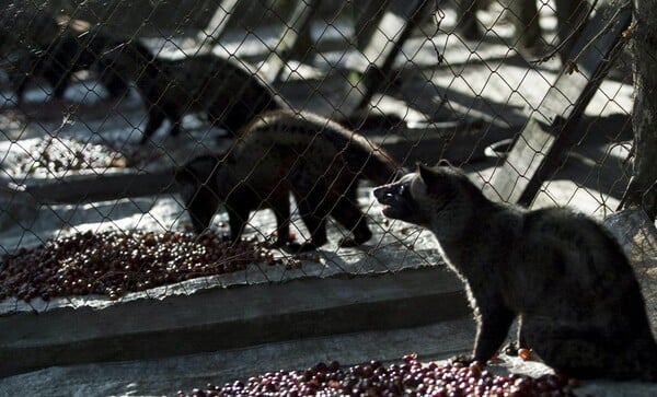 Kopi Luwak: Ο ακριβότερος καφές του κόσμου είναι ένας εφιάλτης για το ζώο που τον παράγει