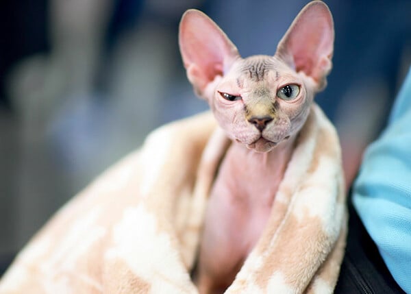 Σοκαρισμένοι ιδιοκτήτες διαπιστώνουν πως οι γάτες Sphynx που αγόρασαν είναι απλώς ξυρισμένες κι όχι ράτσας