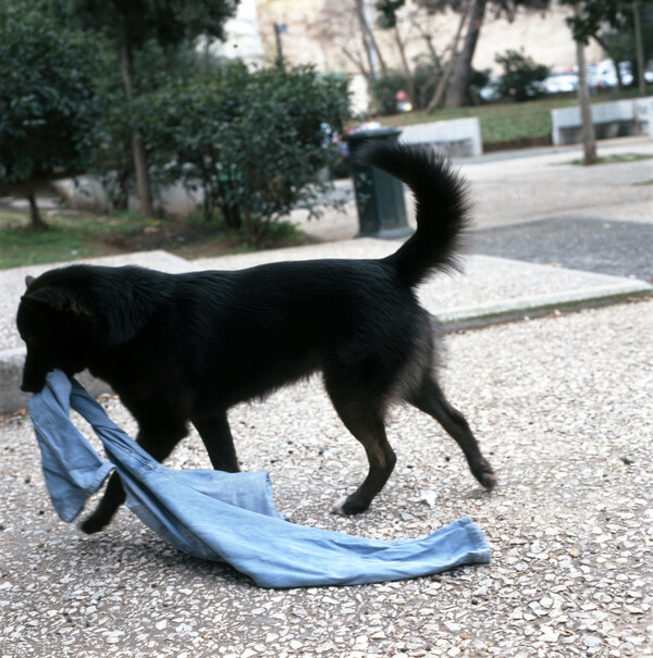 'Αστεγα Χριστούγεννα