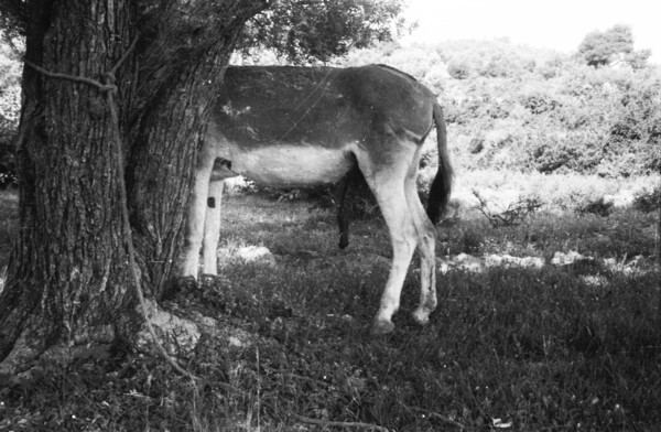 Κυνηγοί και αεροπλάνα