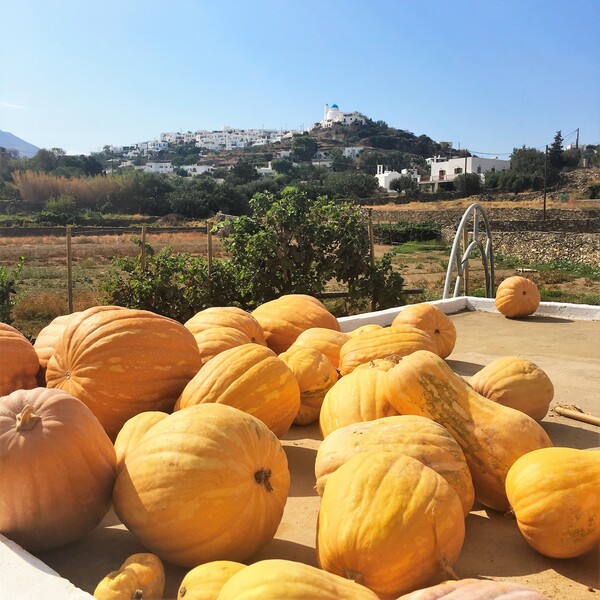 Σιφναίικες συνταγές για παστέλι, μαστέλο και μελόπιτες