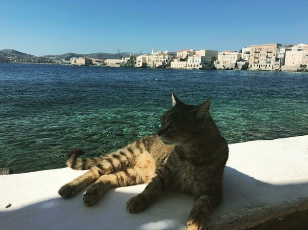 30 νέες φωτογραφίες απ' τα τέλεια ζώα των αναγνωστών μας
