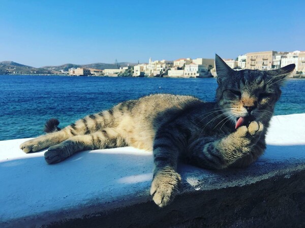 30 νέες φωτογραφίες απ' τα τέλεια ζώα των αναγνωστών μας