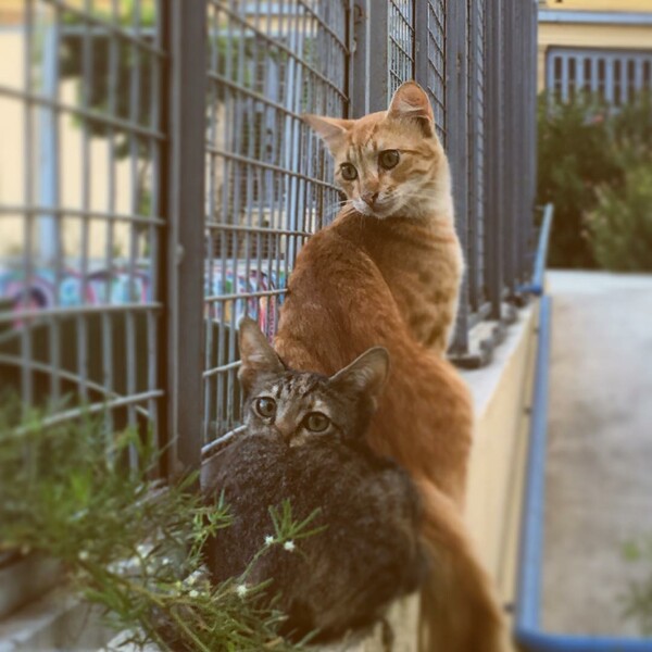 30 νέες φωτογραφίες απ' τα τέλεια ζώα των αναγνωστών μας