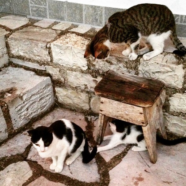 30 νέες φωτογραφίες απ' τα τέλεια ζώα των αναγνωστών μας