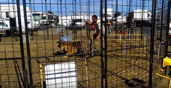 Η τρομακτική στιγμή που μία τίγρης επιτίθεται στον εκπαιδευτή της μπροστά στα μάτια μικρών παιδιών