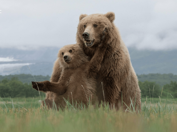 Πώς ο άνθρωπος αλλάζει τη χειμερία νάρκη των αρκούδων