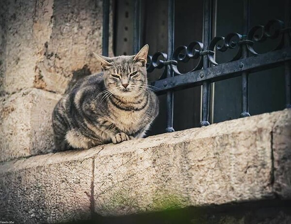 30 νέες φωτογραφίες απ' τα τέλεια ζώα των αναγνωστών μας