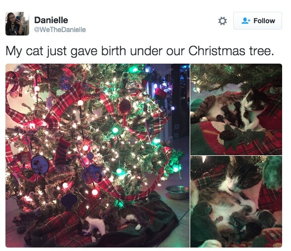 Σκύλοι και γάτες απολαμβάνουν τα Χριστούγεννα και γίνονται ακόμη πιο αξιολάτρευτοι