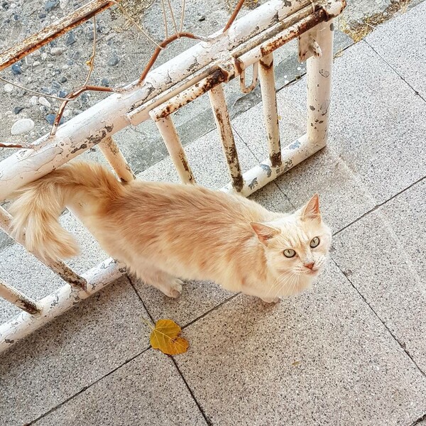 30 νέες φωτογραφίες απ' τα τέλεια ζώα των αναγνωστών μας