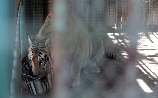 Μέσα στον χειρότερο ζωολογικό κήπο του κόσμου- Σε άθλιες συνθήκες ζουν τα 15 ζώα που έχουν απομείνει