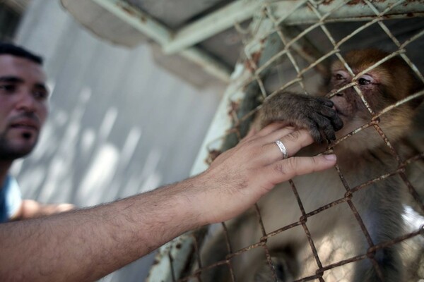 Μέσα στον χειρότερο ζωολογικό κήπο του κόσμου- Σε άθλιες συνθήκες ζουν τα 15 ζώα που έχουν απομείνει