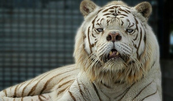Γάτες - Φρανκεστάιν: Tα υβρίδια από το ζευγάρωμα λιονταριών με τίγρεις, που υποφέρουν