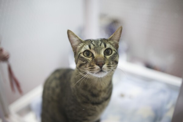 Όλες οι υπέροχες και σπάνιες γάτες του All About Cats της Αθήνας και της Έκθεσης Μορφολογίας