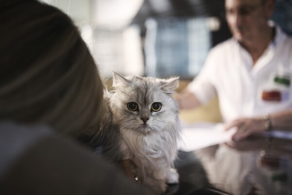Όλες οι υπέροχες και σπάνιες γάτες του All About Cats της Αθήνας και της Έκθεσης Μορφολογίας