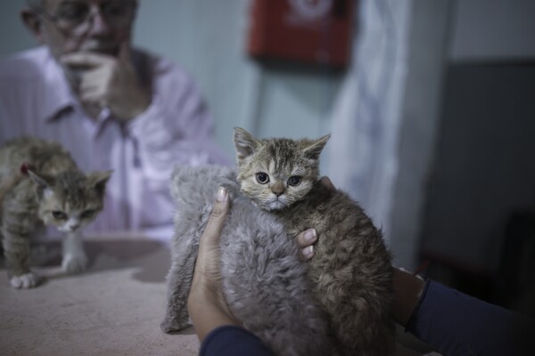 Όλες οι υπέροχες και σπάνιες γάτες του All About Cats της Αθήνας και της Έκθεσης Μορφολογίας