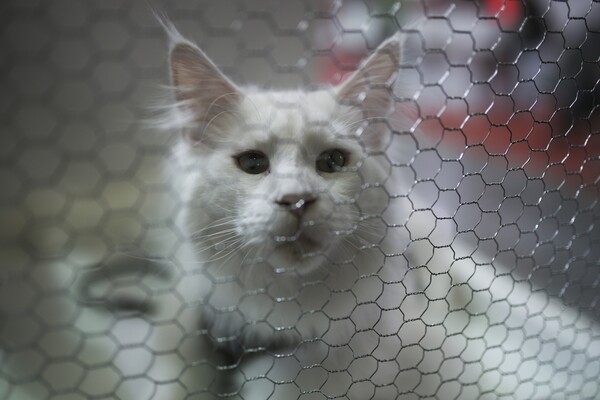 Όλες οι υπέροχες και σπάνιες γάτες του All About Cats της Αθήνας και της Έκθεσης Μορφολογίας