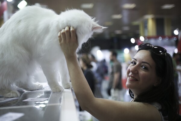Όλες οι υπέροχες και σπάνιες γάτες του All About Cats της Αθήνας και της Έκθεσης Μορφολογίας
