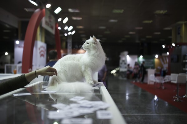 Όλες οι υπέροχες και σπάνιες γάτες του All About Cats της Αθήνας και της Έκθεσης Μορφολογίας