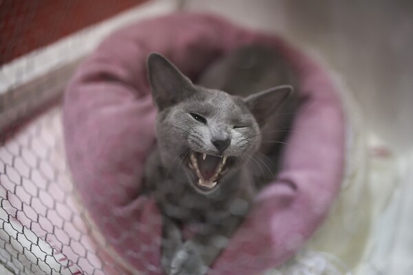 Όλες οι υπέροχες και σπάνιες γάτες του All About Cats της Αθήνας και της Έκθεσης Μορφολογίας