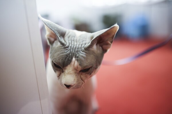 Όλες οι υπέροχες και σπάνιες γάτες του All About Cats της Αθήνας και της Έκθεσης Μορφολογίας