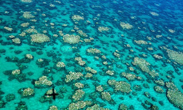 Ο Μεγάλος Κοραλλιογενής Ύφαλος στην Αυστραλία πεθαίνει με ταχύτατο ρυθμό και είναι σχεδόν αδύνατον να ανακάμψει